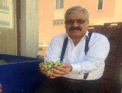 Zeytin hasadı buruk başladı